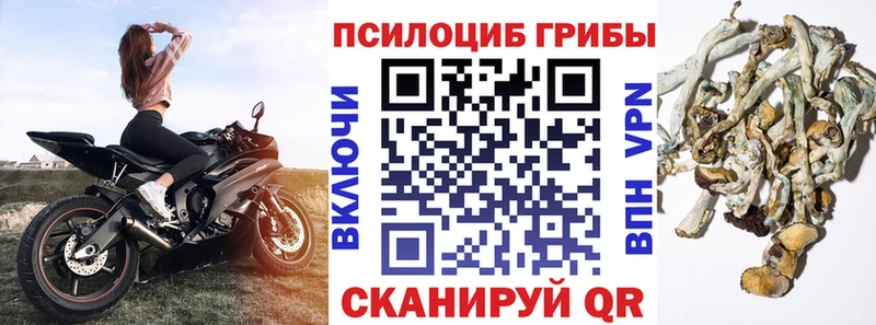 Купить закладки  Белоозёрский  Галлюциногенные грибы Psilocybine cubensis 